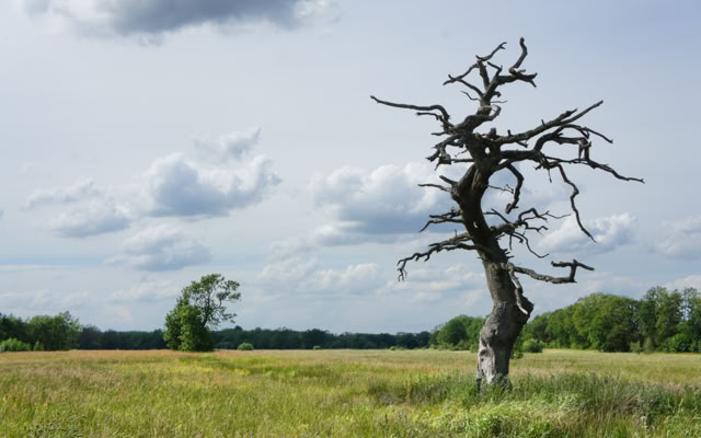 A barren, twisted tree stands in a grassy field under a cloudy sky.