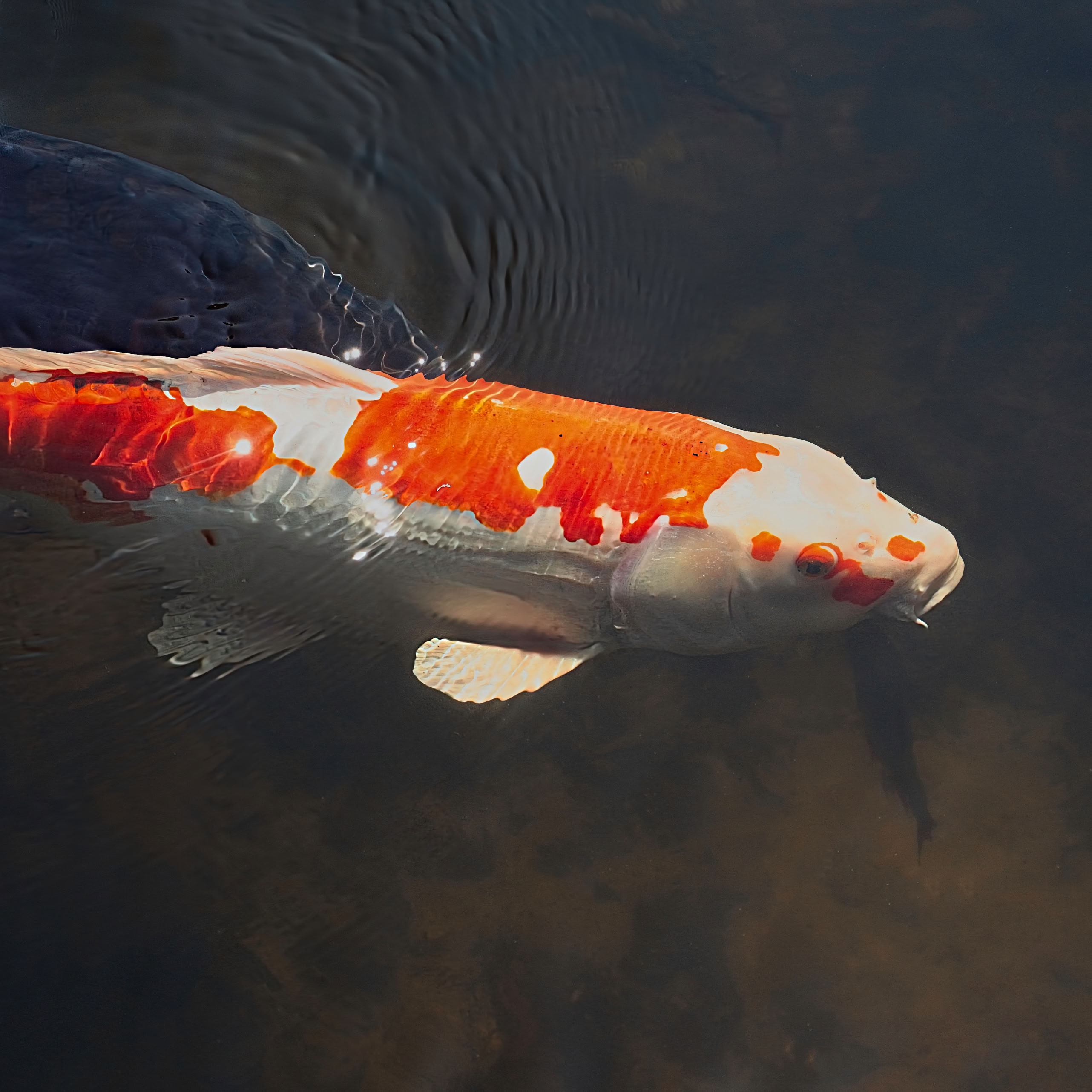 A koi fish with orange and white markings swimming in clear water.