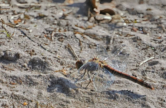 A dragonfly resting on sandy ground with scattered twigs and small plants.