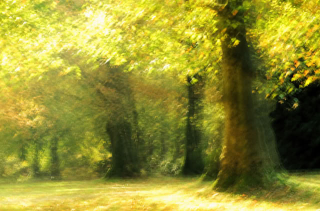 Blurred image of a sunlit forest with tall trees and green foliage.