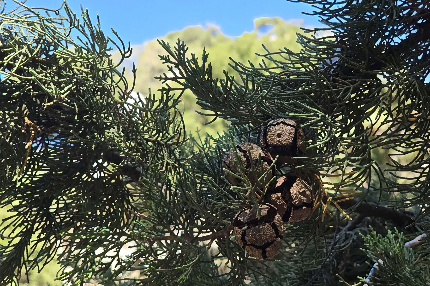 Close-up of pine cones on a tree branch with green foliage, set against a clear blue sky.