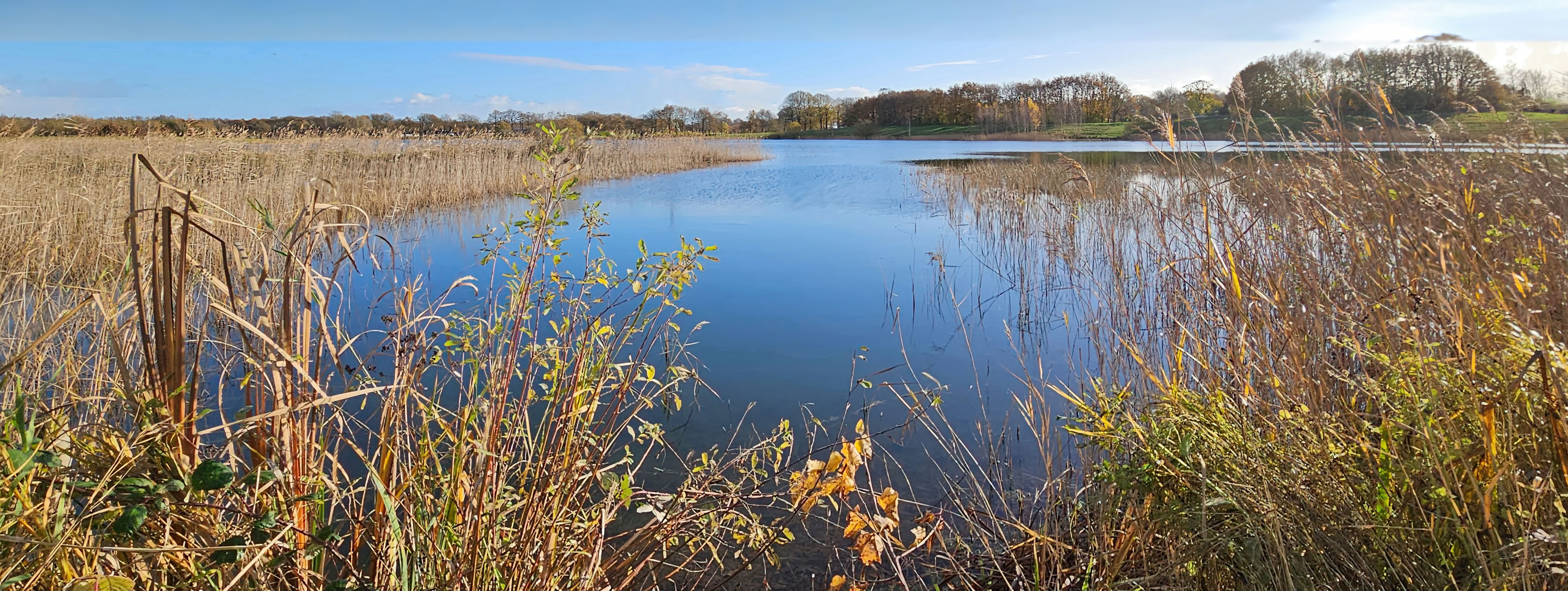 A serene lake surrounded by tall grasses and reeds, with a clear blue sky and distant trees in the background.