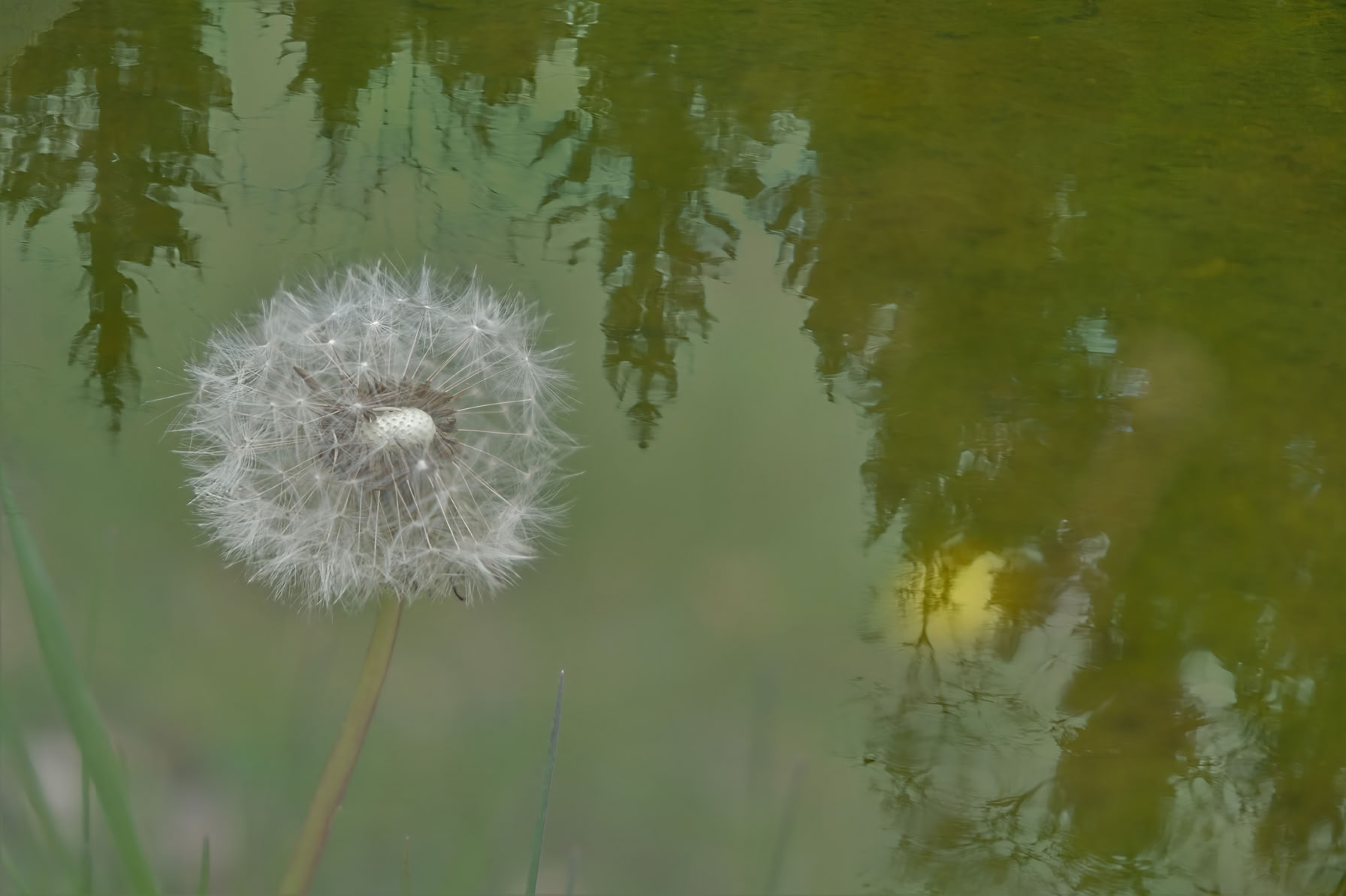 A dandelion seed head with a blurred green background and reflections of trees in water.