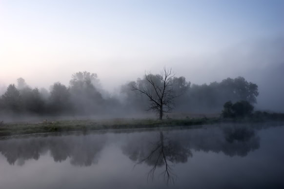 A misty landscape with a leafless tree and other trees in the background, reflected in a calm body of water.
