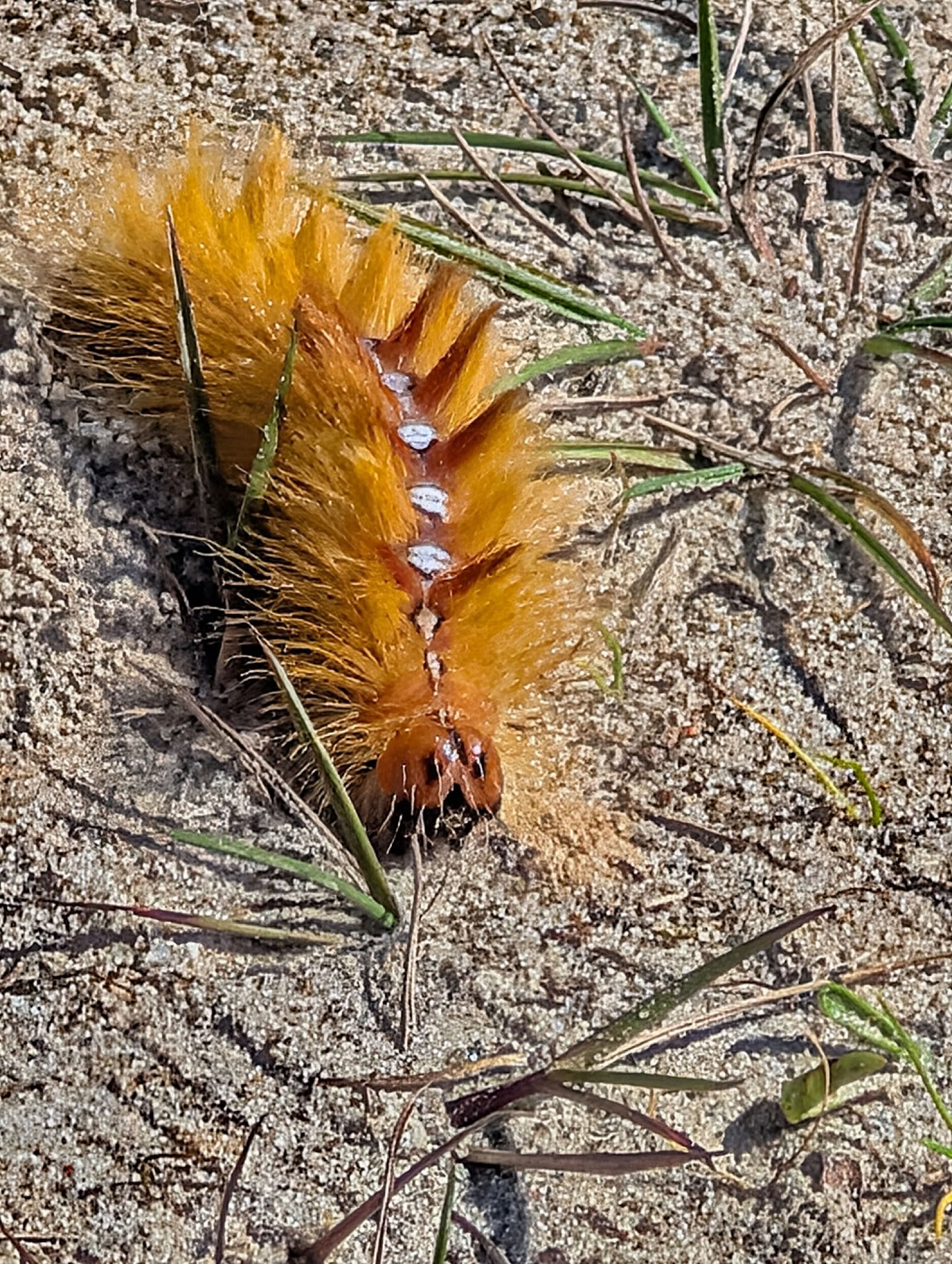 Fuzzy orange caterpillar with white markings on its back, crawling on sandy ground with scattered grass.