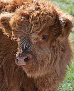 A fluffy brown Highlander calf with long hair standing on grass.