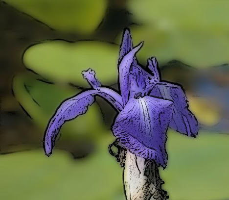 A close-up of a purple iris flower with green leaves in the blurred background. Graphic variant.