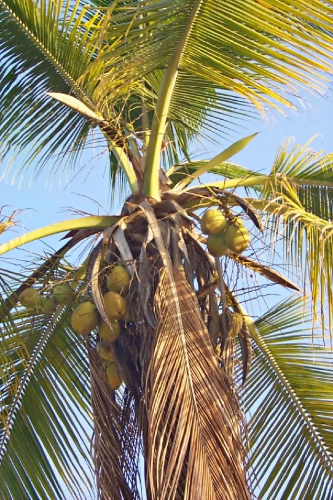 Coconut palm tree with clusters of coconuts and long green fronds against a clear blue sky.