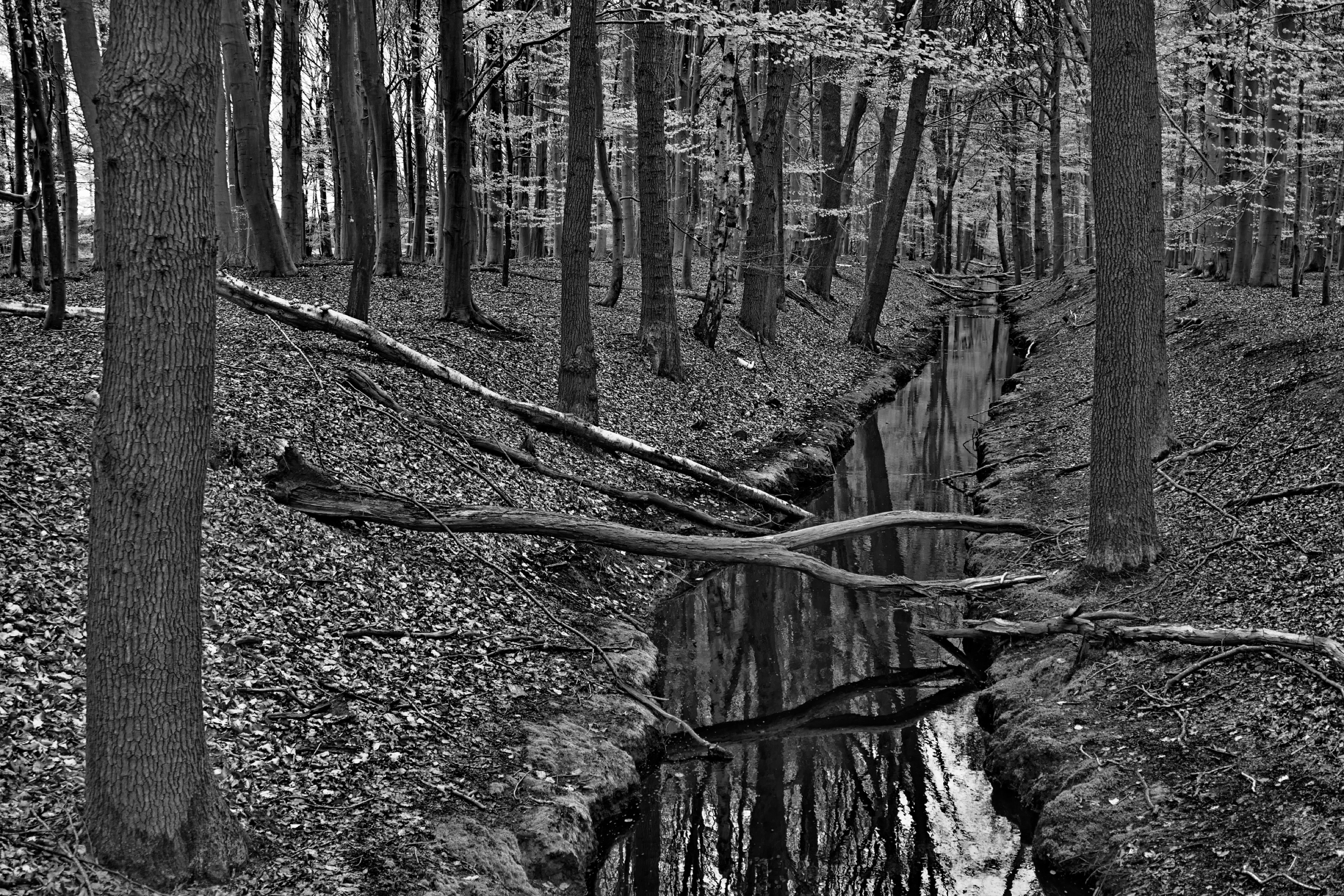 A black and white image of a forest with a narrow stream running through it, surrounded by trees and fallen branches crossing over the water.
